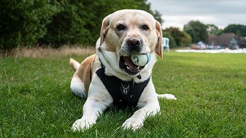 大型犬飼養指南-5種適合新手的大狗-大型幼犬狗糧注意事項-拉布拉多犬-Labrador-Retriever